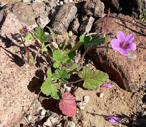 Erodium texanum